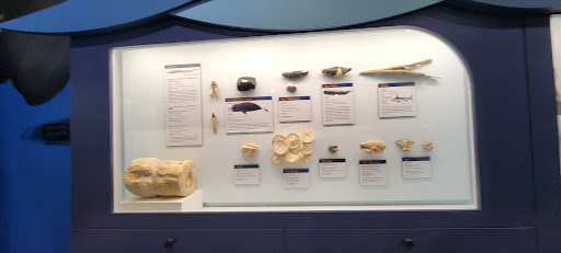 Museum «Museum», reviews and photos, 2142 Southern Dr, Statesboro, GA 30458, USA