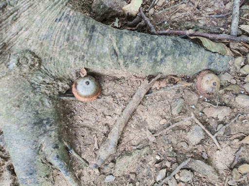 Nature Preserve «Ashland Nature Center of Delaware Nature Society», reviews and photos, 3511 Barley Mill Rd, Hockessin, DE 19707, USA