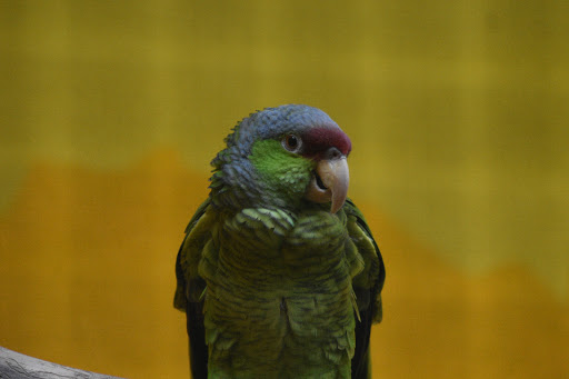 Zoo «Trevor Zoo at Millbrook School», reviews and photos, 282 Millbrook School Rd, Millbrook, NY 12545, USA