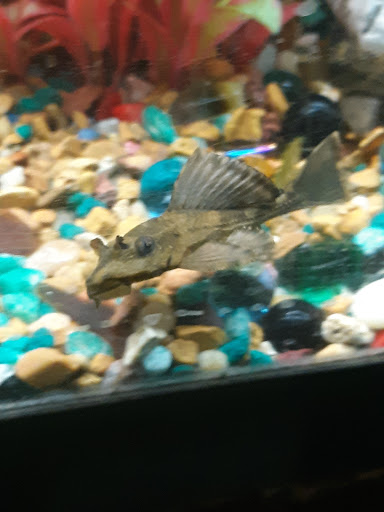 Pet Supply Store «Pet Station Jackson», reviews and photos, 1617 E Michigan Ave, Jackson, MI 49202, USA