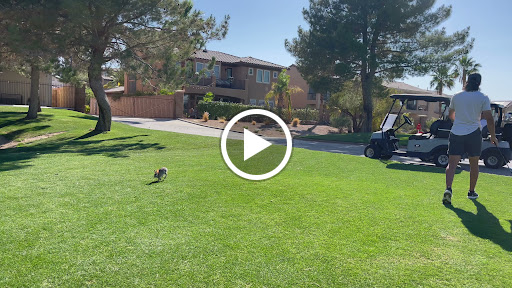 Golf Course «Chimera Golf Club», reviews and photos, 901 Olivia Pkwy, Henderson, NV 89011, USA