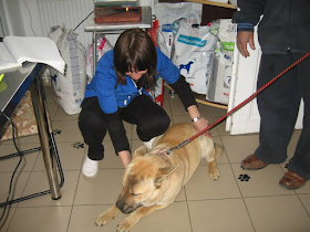 Blebea Valentina, Cabinet Medical Veterinar si Pensiune Canina
