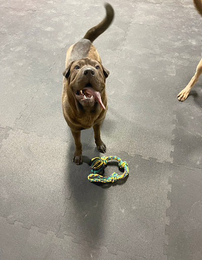 Hallsville Paws and All