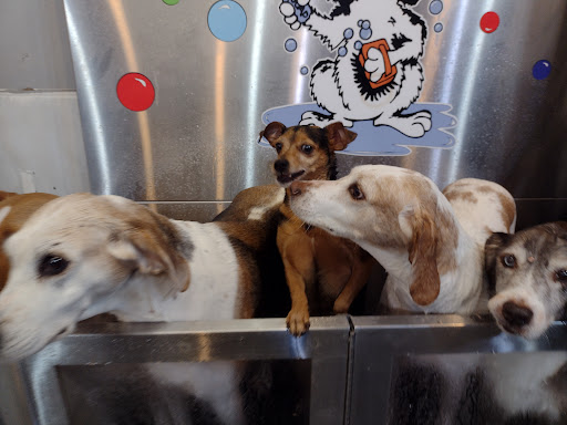 Pet Groomer «Belly scRubs Self Service Pet Wash», reviews and photos, 119 WV-34 #1, Hurricane, WV 25526, USA