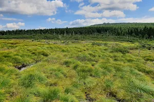Dwarf pine meadows image