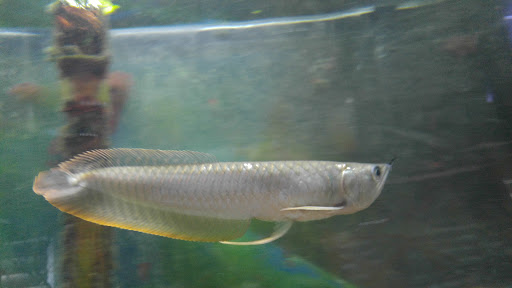 Pet Store «Pet Connection», reviews and photos, 1441 W State St, Alliance, OH 44601, USA