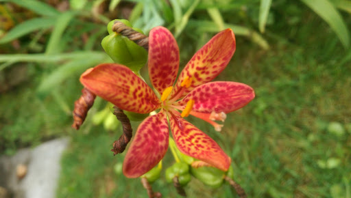 Museum «The Bakken Museum», reviews and photos, 3537 Zenith Ave S, Minneapolis, MN 55416, USA