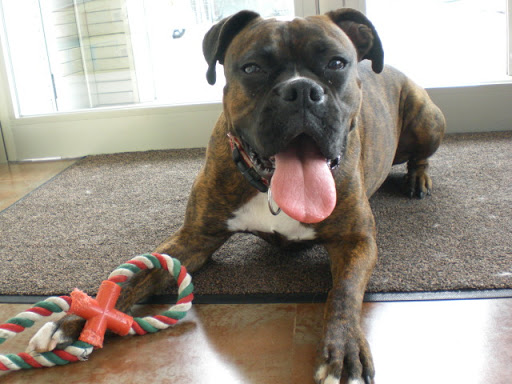 Clínica Veterinaria Comarcal en Inca