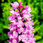 Photo n°1 de l'avis de H... fait le 25/06/2019 à 13:13 sur le  Arberseehaus à Bayerisch Eisenstein