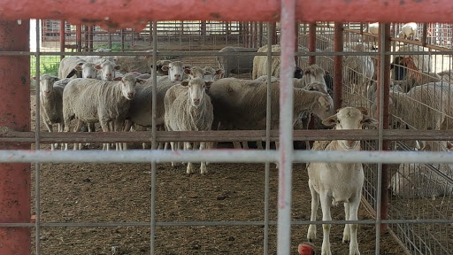 Meat Wholesaler «Lizze Custom Processing», reviews and photos, 7310 Pine Ave, Chino, CA 91708, USA