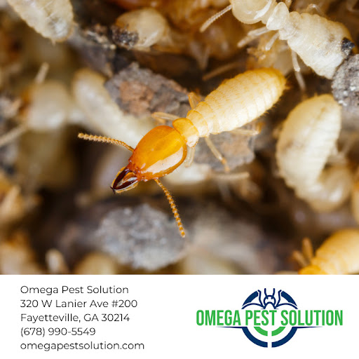 Omega Pest Solution termite control