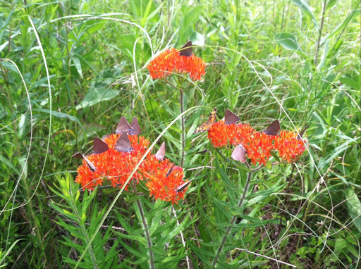 Nature Preserve «Jacob Krumm Nature Preserve», reviews and photos, 15148 Jacob Ave, Grinnell, IA 50112, USA
