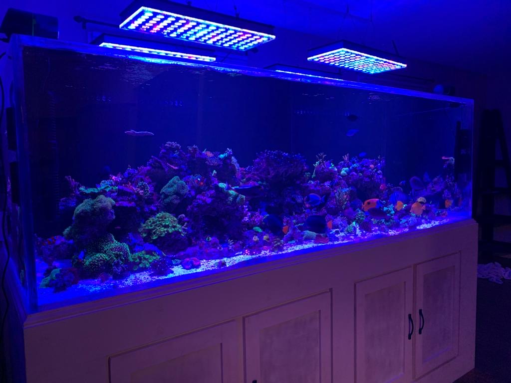 Big Fish Custom Acrylic Aquariums