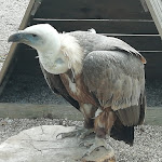 Photo n° 4 de l'avis de ERIC. fait le 10/08/2019 à 17:59 pour Rocher des Aigles à Rocamadour