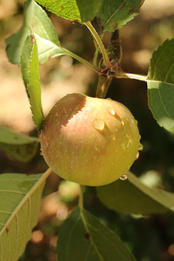 Produce Market «B&P Hitz Fruit Farm (Apples N Produce)», reviews and photos, 14070 Wilco Hwy NE, Woodburn, OR 97071, USA