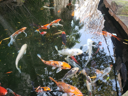 Fish Gallery