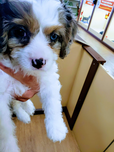 Pet Store «Petland Las Vegas», reviews and photos, 8800 W Charleston Blvd #3, Las Vegas, NV 89145, USA