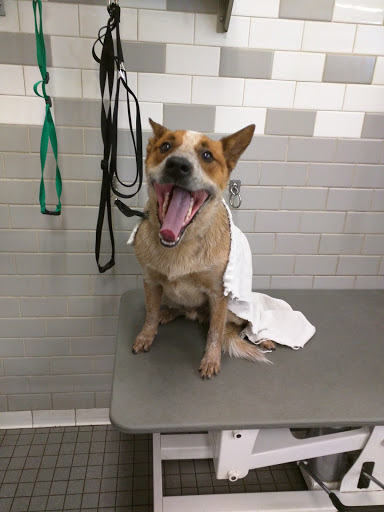 Pet Supply Store «Petco Animal Supplies», reviews and photos, 3705 E Colfax Ave #102, Denver, CO 80206, USA