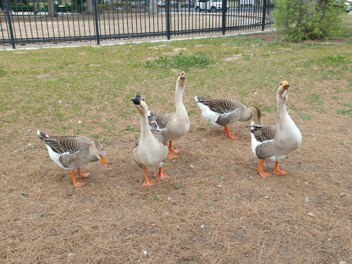 Amusement Park «Rotary Playland», reviews and photos, 890 W Belmont Ave, Fresno, CA 93728, USA