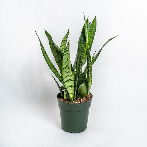 Florist «Pollen», reviews and photos, 2918 N Milwaukee Ave, Chicago, IL 60618, USA