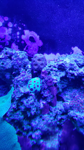 Tropical Fish Store «Blue Seas Aquariums», reviews and photos, 2750 N University Dr, Sunrise, FL 33322, USA