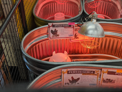 Home Improvement Store «Tractor Supply Co.», reviews and photos, 2754 Saratoga Blvd, Corpus Christi, TX 78415, USA