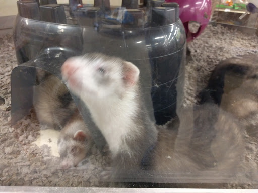 Pet Supply Store «Petco Animal Supplies», reviews and photos, 664 New Loudon Rd #240, Latham, NY 12110, USA