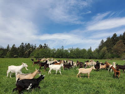 So much focus and care for all the goats and farm animal rescues at the Old Goats Home