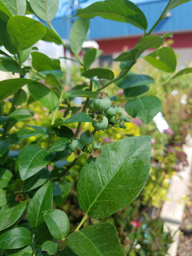 Hardware Store «Ham Lake Hardware Hank», reviews and photos, 17426 MN-65, Ham Lake, MN 55304, USA