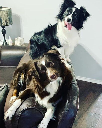 Pet Supply Store «Petland Dallas», reviews and photos, 11909 Preston Rd, Dallas, TX 75230, USA