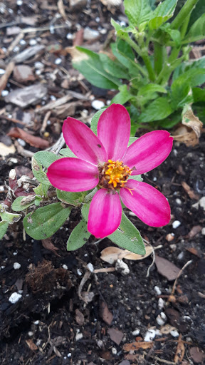 American Restaurant «Cracker Barrel Old Country Store», reviews and photos, 1323 N Central Expy, Allen, TX 75013, USA