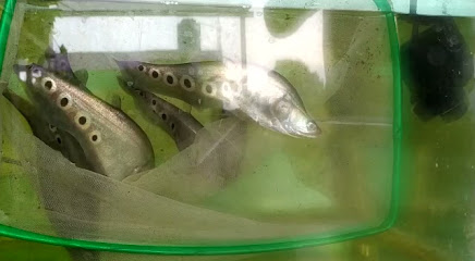PISCIVORA fish Areman