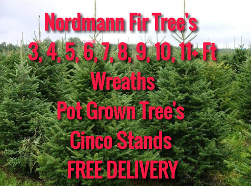 The Nordmann Christmas Tree Sale & Delivery wimbledon