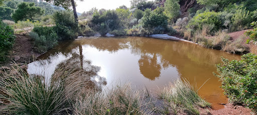 Pi del Salt Valencia