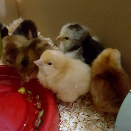 319 N Washington St, Owosso, MI 48867, USA