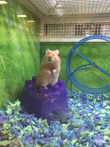 Pet Supply Store «PetSmart», reviews and photos, 8537 W Grand River Ave, Brighton, MI 48116, USA