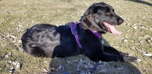 Dog Park «St. Anthony Parkway Off-Lease Dog Park», reviews and photos, 700 St Anthony Pkwy, Minneapolis, MN 55418, USA