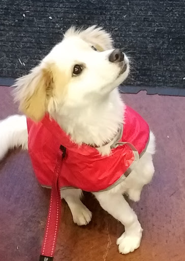 Pet Store «Rock Dog and Cat», reviews and photos, 1916 Colorado Blvd, Los Angeles, CA 90041, USA