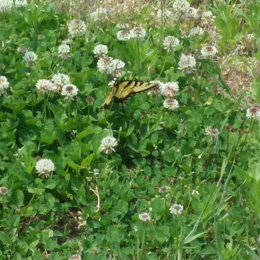 Winery «Running Brook Vineyard & Winery», reviews and photos, 335 Old Fall River Rd, North Dartmouth, MA 02747, USA