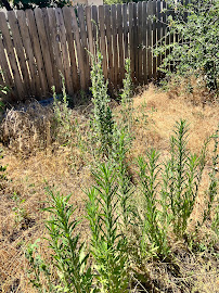 Three Js Lawns & More - Photo 9 - Car repair in Redding, CA, Redding