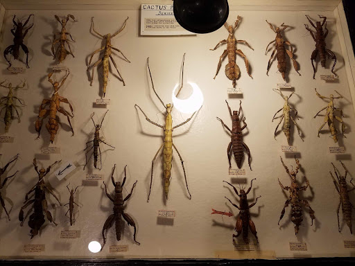 Museum «May Natural History Museum», reviews and photos, 710 Rock Creek Canyon Rd, Colorado Springs, CO 80926, USA