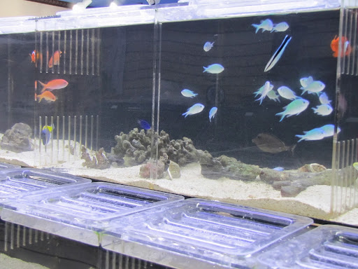 Tropical Fish Store «Arizona Custom Aquariums», reviews and photos, 3817 N Oracle Rd #A, Tucson, AZ 85705, USA