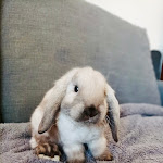 Photo n° 6 de l'avis de Hélène.R fait le 07/04/2023 à 18:33 pour Élevage Les 4 Chardons (lapins de compagnie) à Saint-Hilaire-de-Lusignan