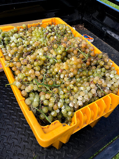 Vineyard «Detour Vineyard & Winery», reviews and photos, 7933 Forest and Stream Club Rd, Keymar, MD 21757, USA