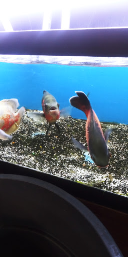 Pet Store «Pets World», reviews and photos, 147 Bridge St, Weymouth, MA 02191, USA