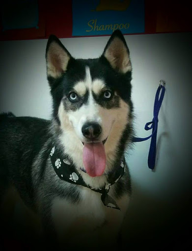 Pet Groomer «A Klassy Lassie, LLC», reviews and photos, 30 Old Jackson Rd, McDonough, GA 30252, USA