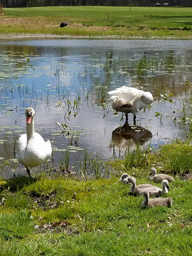 Golf Club «Swan Lake Golf Club», reviews and photos, 388 River Rd, Manorville, NY 11949, USA