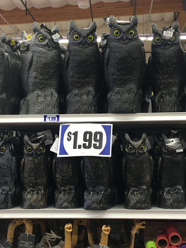 Discount Store «99 Cents Only Stores», reviews and photos, 14731 Goldenwest St, Westminster, CA 92683, USA