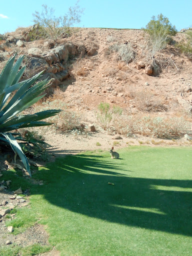 Golf Club «Golf Club at Johnson Ranch», reviews and photos, 30761 W Golf Club Dr, San Tan Valley, AZ 85143, USA
