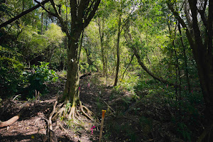 Kohimarama Forest